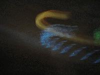 Picture for song 'Beluga' by artist 'Sentimental Shark'
