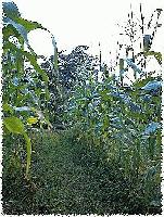 Picture for song 'Harvest time' by artist 'Setzer'