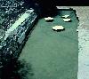 Picture for song 'Siloam's Pool' by artist 'SGIW'