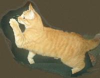 Picture for song 'Antenna Man' by artist 'Shaggy Dog'