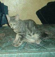 Picture for song 'Mock Unison' by artist 'Shaggy Dog'