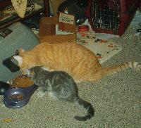 Picture for song 'ONE BIG HAPPY' by artist 'Shaggy Dog'