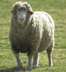 Picture for song 'I Need a Sheep' by artist 'Shenaniganz'