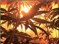 Picture for song '(Hollow) & Shere Kahn' by artist 'Shere Kahn'