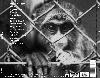 Picture for song 'Monkey' by artist 'Shlep(Canada)'