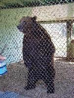 Picture for song 'A.O.K. - Stand Up' by artist 'ShockWave(UK)'