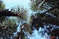 Picture for song 'this is what we get' by artist 'shopkeeper'