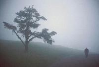 Picture for song 'fogwalk (live)' by artist 'shotgun samurai'