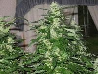 Picture for song 'When She Aint There' by artist 'SHP'