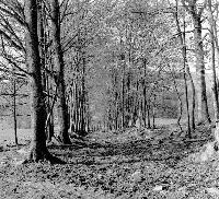 Picture for song 'dream course fire' by artist 'shrink inward'