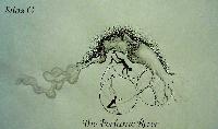 Picture for song 'the perfume river' by artist 'Silas G'