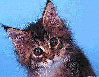 Picture for song 'Closer To You (2)' by artist 'SilkyTofu'