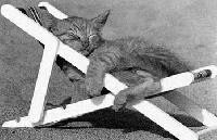 Picture for song 'Jo's Song' by artist 'Silviii'