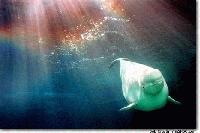 Picture for song 'PD Shuffle' by artist 'Sinemet Sounds'