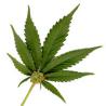 Picture for song 'Marijuana' by artist 'Sinful D'