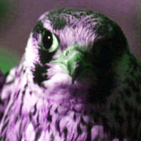 Picture for song 'Orange Seed' by artist 'Sinister Falcons'