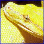 Picture for song 'immoral' by artist 'SINISTRY'