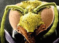 Picture for song 'pest control (intro)' by artist 'SINISTRY'