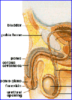 Picture for song 'post-man' by artist 'SINISTRY'