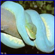 Picture for song 'Teflon' by artist 'SINISTRY'