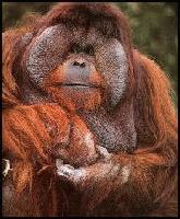 Picture for song 'Tang Sample' by artist 'SiniztahBeats'