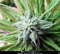 Picture for song 'Money Money Money' by artist 'Sin Ontology'