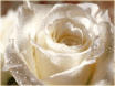 Picture for song 'Canon Remix' by artist 'Sirena'
