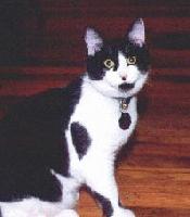 Picture for song 'This or a Dive' by artist 'Six Lizard Astronomical Apparatus'