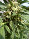 Picture for song 'Grow Your Weed' by artist 'Skankindaddy'
