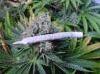 Picture for song 'Stiff Spliff Riddim' by artist 'Skankindaddy'