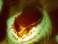 Picture for song 'Go Jungle' by artist 'SkratchMunkies'