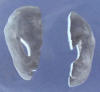 Picture for song 'Thai Prostitutes' by artist 'SLiME'