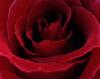 Picture for song 'Sister Rosa' by artist 'Slim (US)'