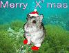 Picture for song 'Merry Xmas---Mikex & Slimz' by artist 'Slimz'