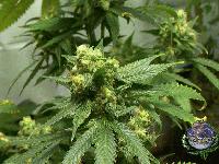 Picture for song 'where we at' by artist 'Smoke DePot'