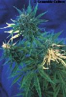 Picture for song 'DJ BleAcH - WorldWide Mix (100 mba)' by artist 'Smoke G (MiKe Check)'