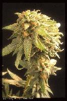 Picture for song 'Smoke g -2nd new BKI beat' by artist 'Smoke G (MiKe Check)'