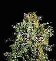 Picture for song 'Smoke G- free beat 2' by artist 'Smoke G (MiKe Check)'