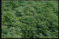 Picture for song 'smoke g- notebook raper' by artist 'Smoke G (MiKe Check)'