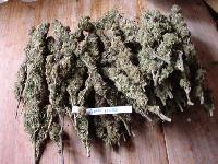 Picture for song 'Smoke G - REd Red wine HIPHOP Beat' by artist 'Smoke G (MiKe Check)'