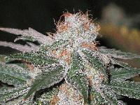 Picture for song 'smokin the herbs....snippet' by artist 'SmokinDaHerbz'