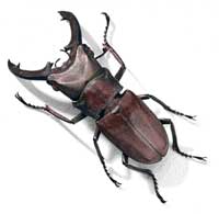 Picture for song 'bugsmashers' by artist 'snafu'