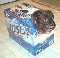 Picture for song 'Aqua' by artist 'Soggy Muffin'