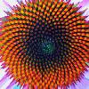 Picture for song 'Solaris (Original 2002 Mix)' by artist 'Soma Sound System'