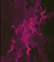 Picture for song 'The House of Dark' by artist 'Songs by David Van Camp'