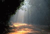 Picture for song '**dreams**' by artist 'soopaman'