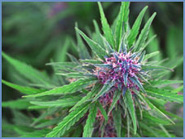 Picture for song 'Cold Cerveza' by artist 'Sophisticated Eses'