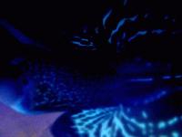 Picture for song '"Borrego" (04 twist mix)' by artist 'soul projector'