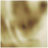 Picture for song 'EveryFemaleWerewolfEverListedAlphabeticallyByCrime' by artist 'soulwhirlingsomewhere'