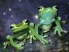 Picture for song 'Green Frog' by artist 'Sounds of Bordom'